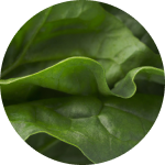 Spinach